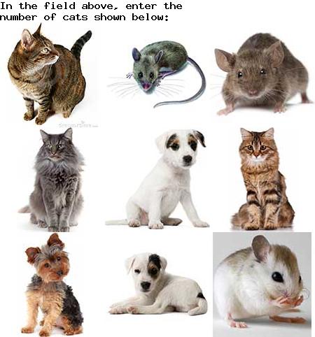 captcha to verify human, not robot